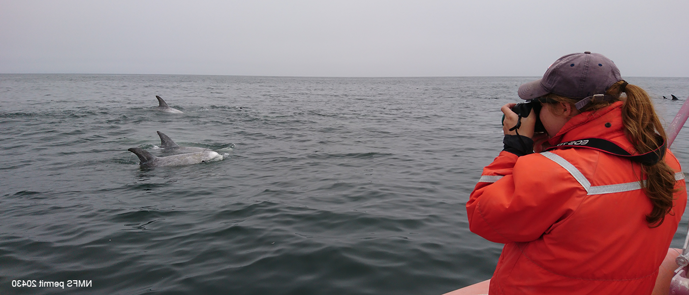 船上的一名学生将她的相机对准了一些鲸鱼.