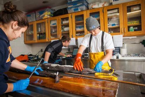 穿着渔具的人们在实验室环境中测量和切割动物